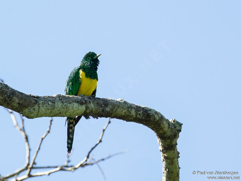 African Emerald Cuckoo