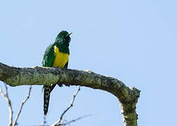 African Emerald Cuckoo