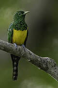 African Emerald Cuckoo