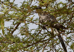 Great Spotted Cuckoo