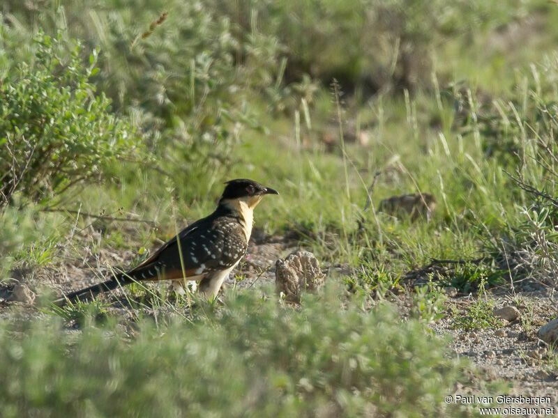 Great Spotted Cuckoo