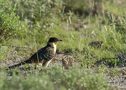 Great Spotted Cuckoo