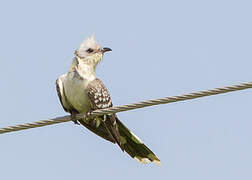 Great Spotted Cuckoo