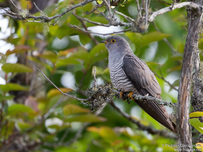 Common Cuckoo