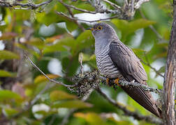 Common Cuckoo