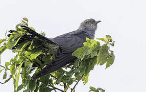 Common Cuckoo