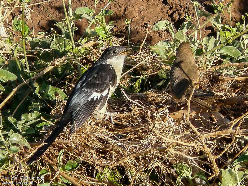 Jacobin Cuckoojuvenile, identification