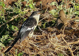 Jacobin Cuckoo