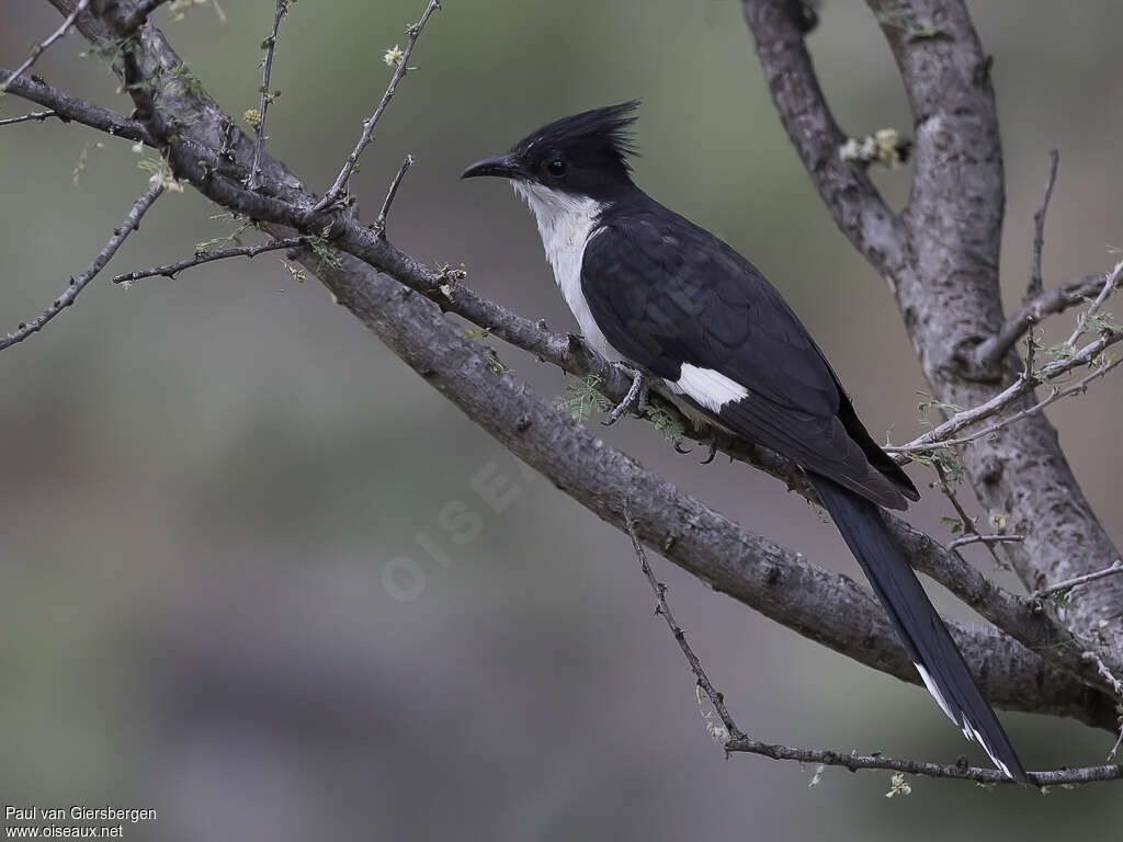 Jacobin Cuckooadult, identification