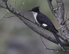 Jacobin Cuckoo