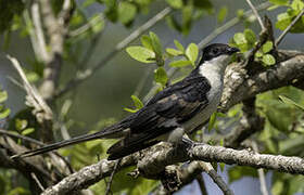 Jacobin Cuckoo