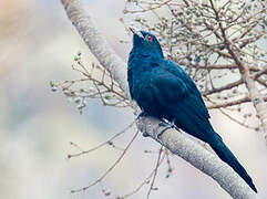 Asian Koel