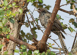 Asian Koel