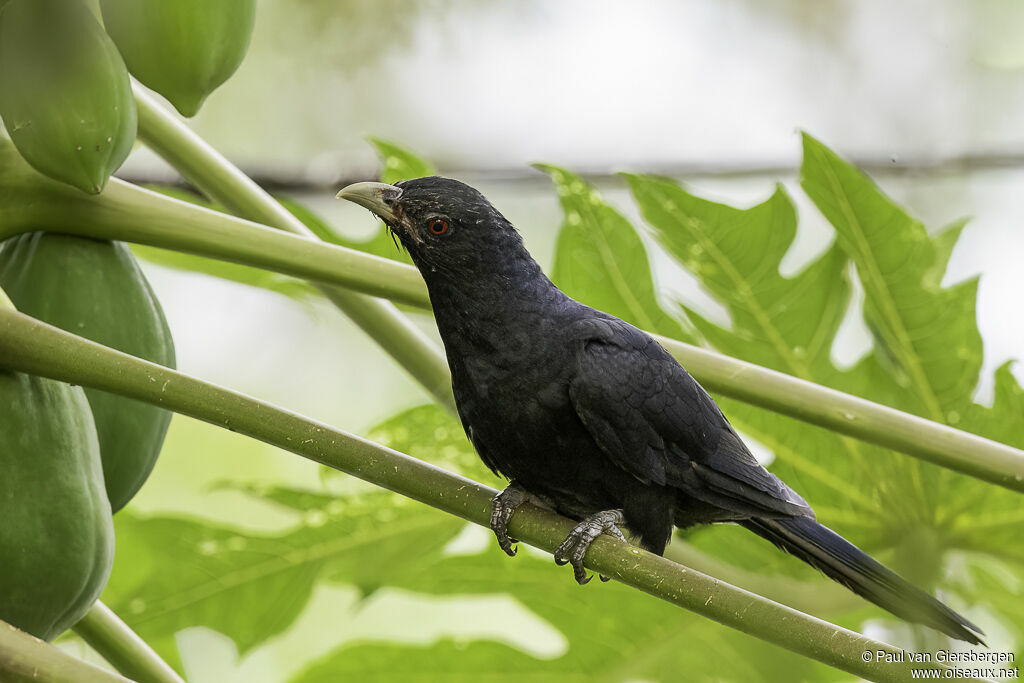 Asian Koel male adult