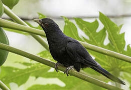 Asian Koel