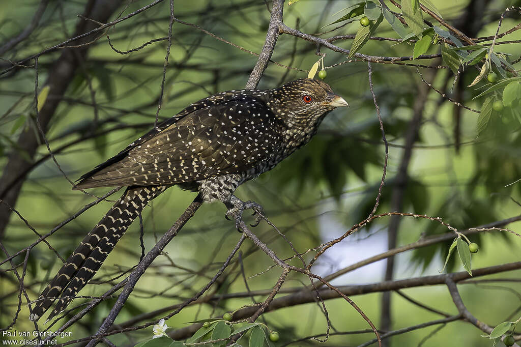 Asian Koel female adult, identification