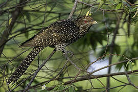 Asian Koel