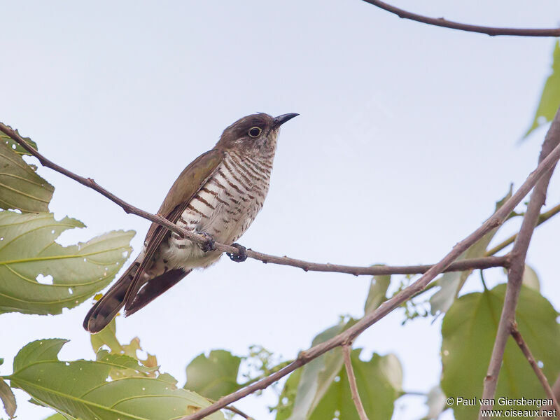 Little Bronze Cuckooadult