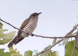 Little Bronze Cuckoo