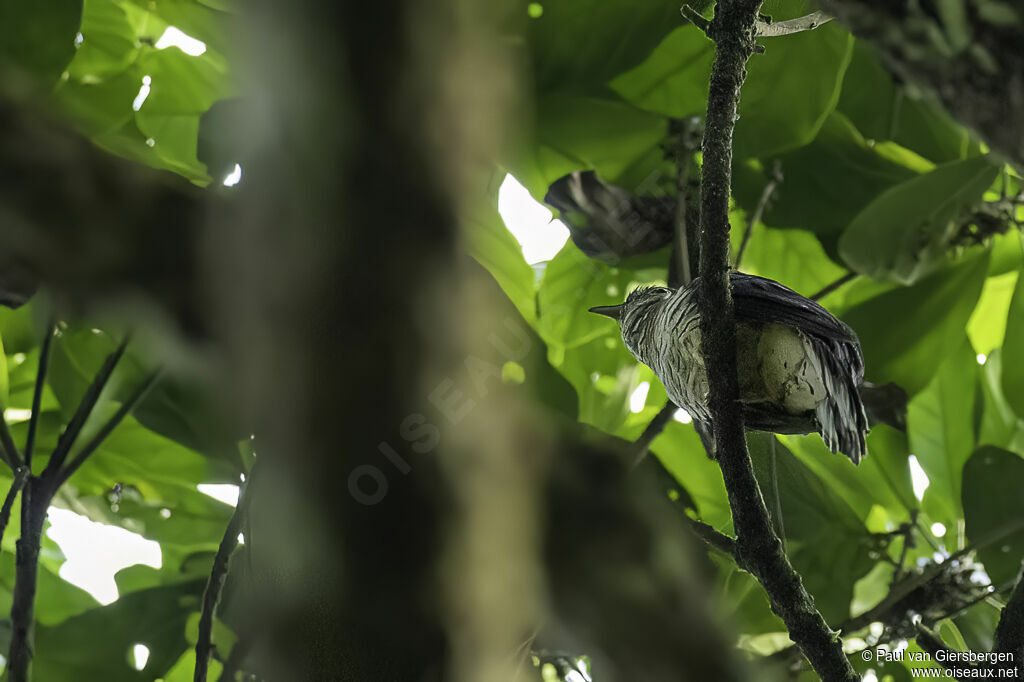 Olive Long-tailed Cuckooadult