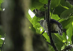 Olive Long-tailed Cuckoo