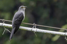 Oriental Cuckoo