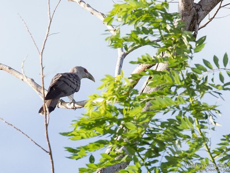 Channel-billed Cuckoo