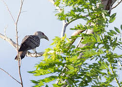 Channel-billed Cuckoo