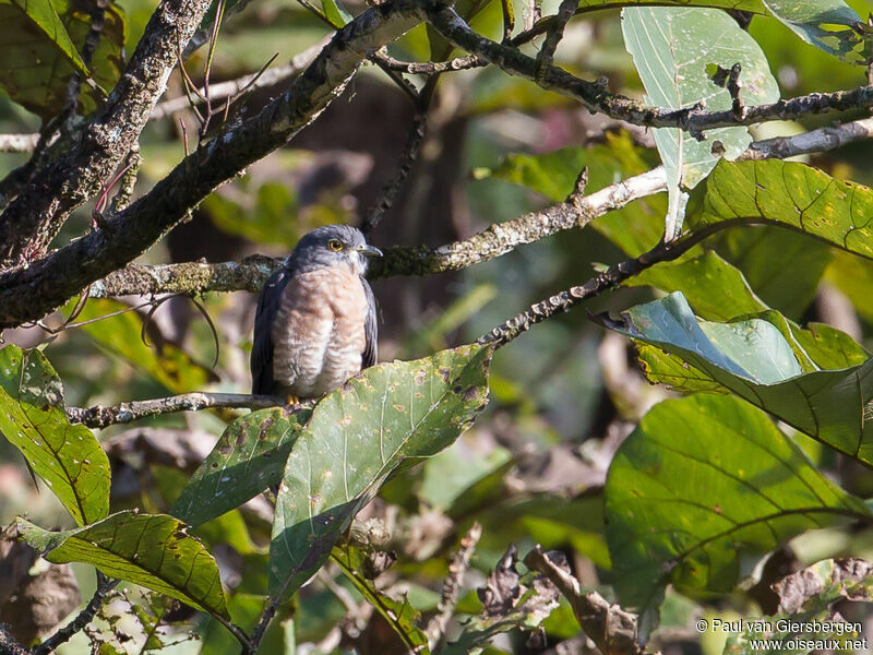 Common Hawk-Cuckoo