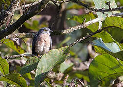 Common Hawk-Cuckoo