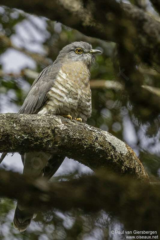 Common Hawk-Cuckooadult