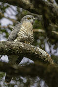 Common Hawk-Cuckoo