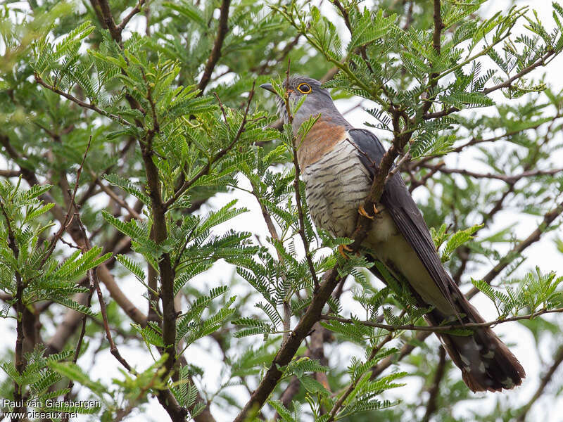 Coucou solitaire mâle adulte, habitat, pigmentation