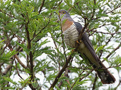 Red-chested Cuckoo