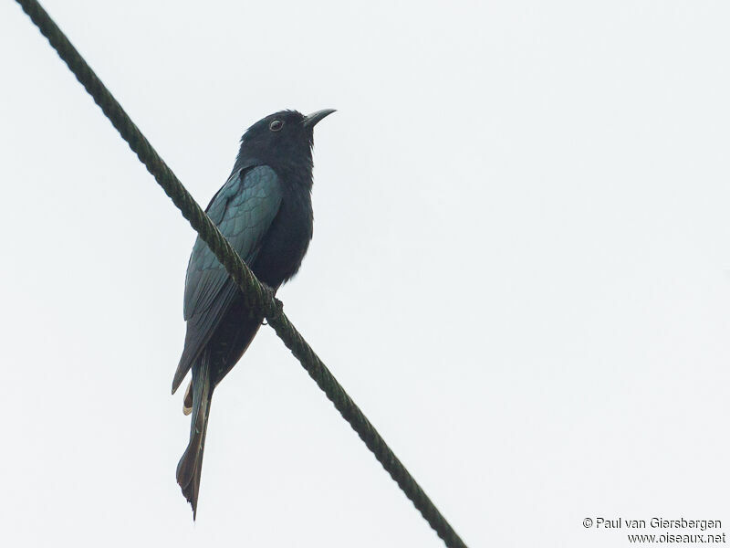 Square-tailed Drongo-Cuckoo