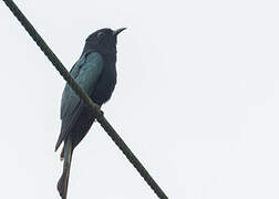 Square-tailed Drongo-Cuckoo