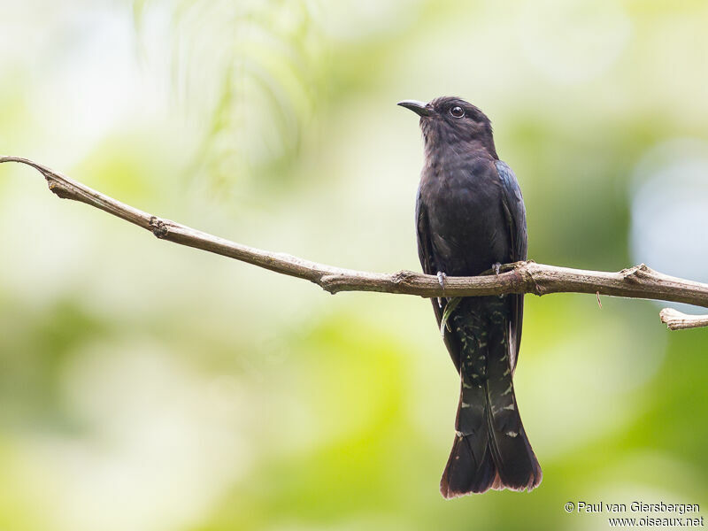 Square-tailed Drongo-Cuckoo