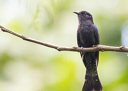 Square-tailed Drongo-Cuckoo