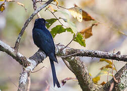 Fork-tailed Drongo-Cuckoo