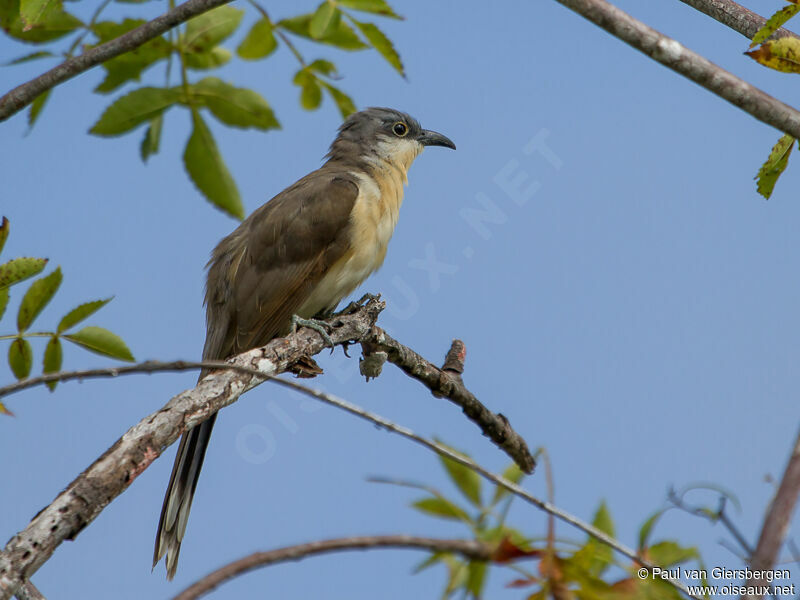 Dark-billed Cuckoo