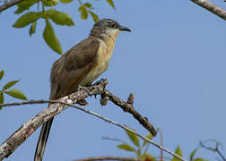 Dark-billed Cuckoo