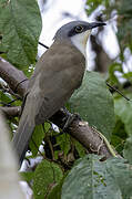 Dark-billed Cuckoo