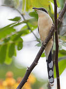 Mangrove Cuckoo