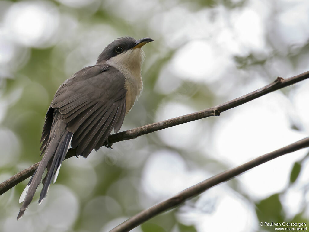 Mangrove Cuckooadult