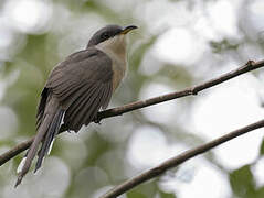 Mangrove Cuckoo