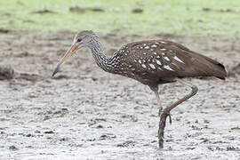 Limpkin