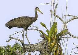 Limpkin