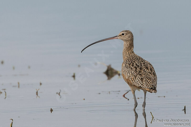 Long-billed Curlew