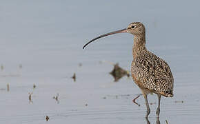 Long-billed Curlew