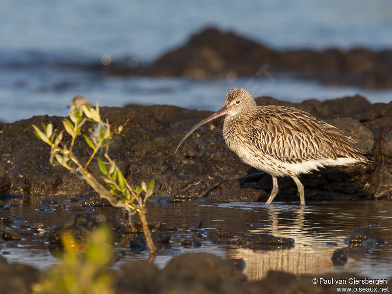 Eurasian Curlew